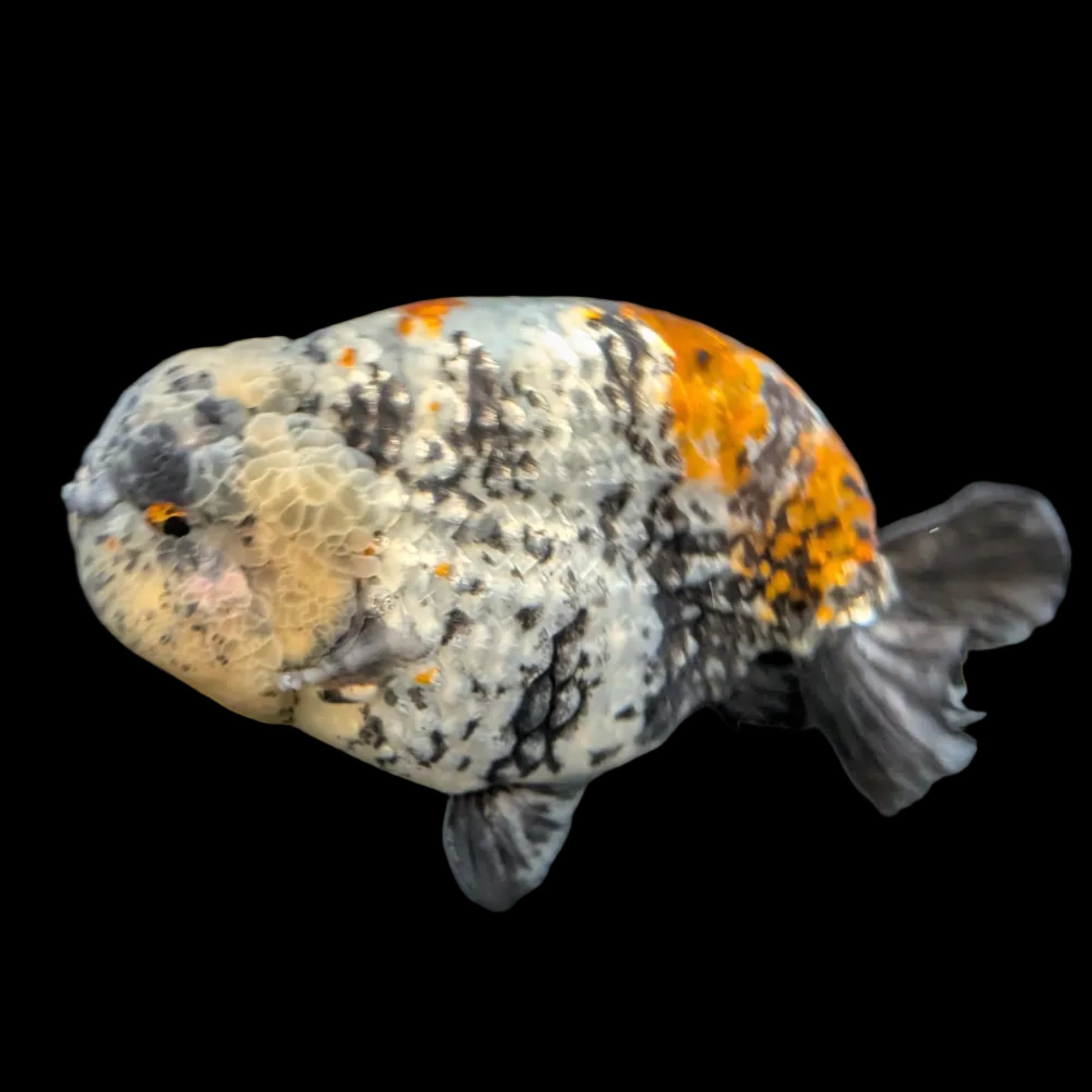 Jumbo Ranchu AA Grade *Special Color Tiger Granite Calico 5.5"-6" in. ID#116R4B-09
