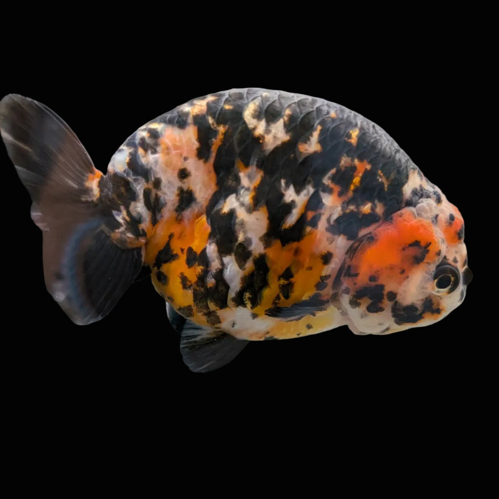Jumbo Ranchu Calico 4.5"-5" in. ID#1009R8A-053