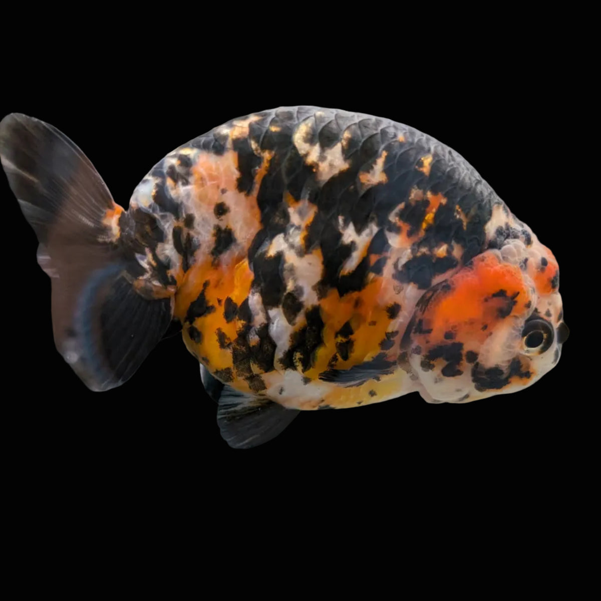 Jumbo Ranchu Calico 4.5"-5" in. ID#1009R8A-053