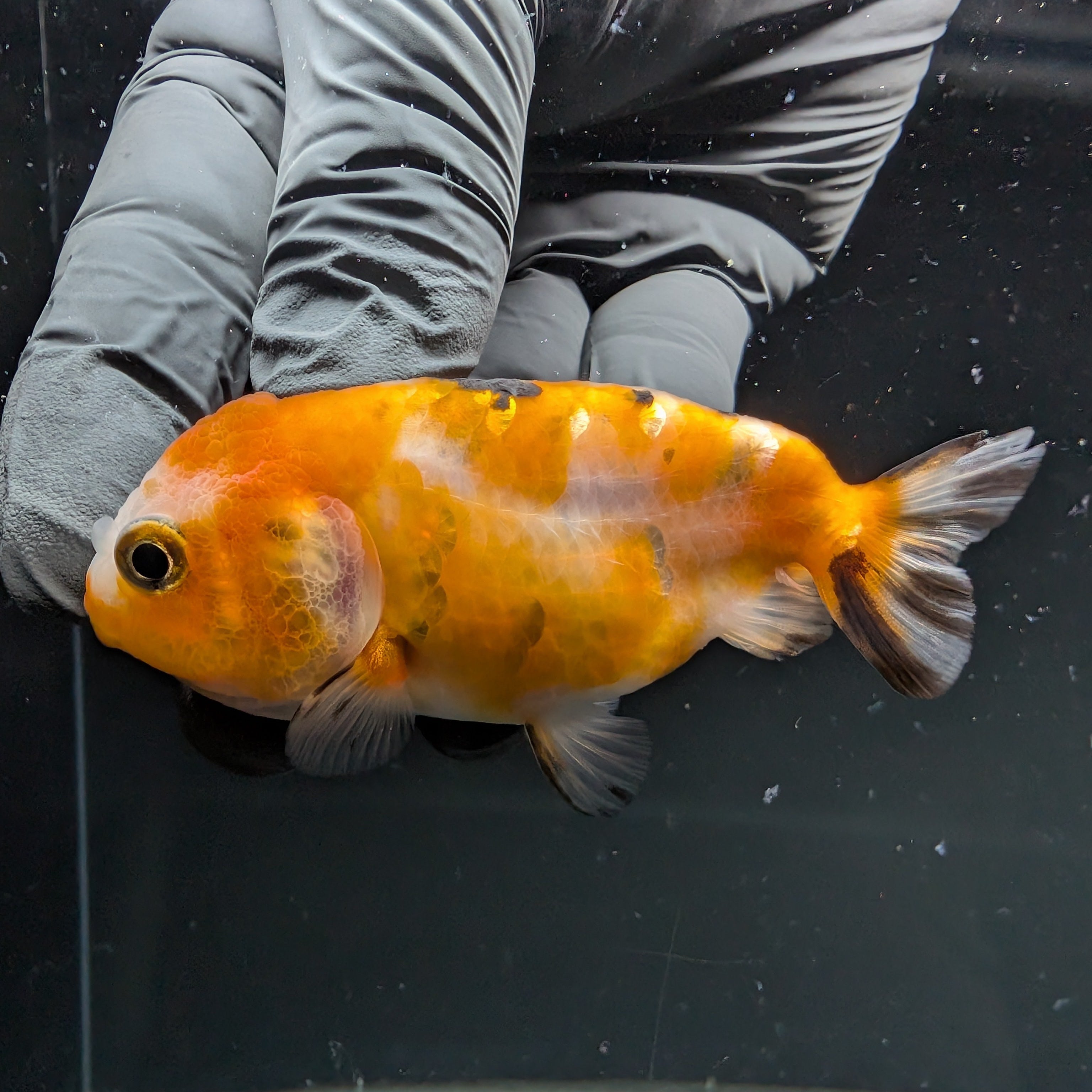 Ranchu Calico 2.5"-3" in. ID#724R4A-031