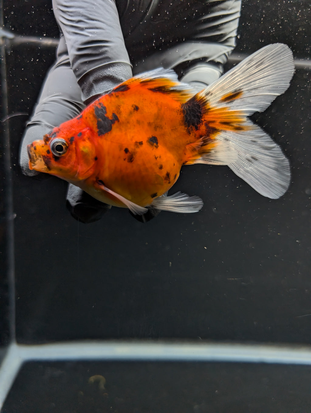 Tamasaba Calico 3"-3.5" in. ID#1009TM1B-011