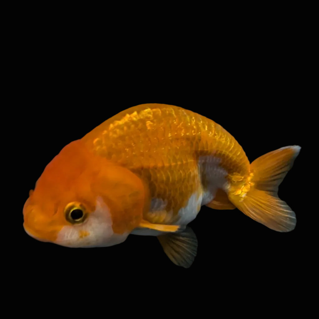 Ranchu Red White 3.5"-4"in. ID#821R4A-055