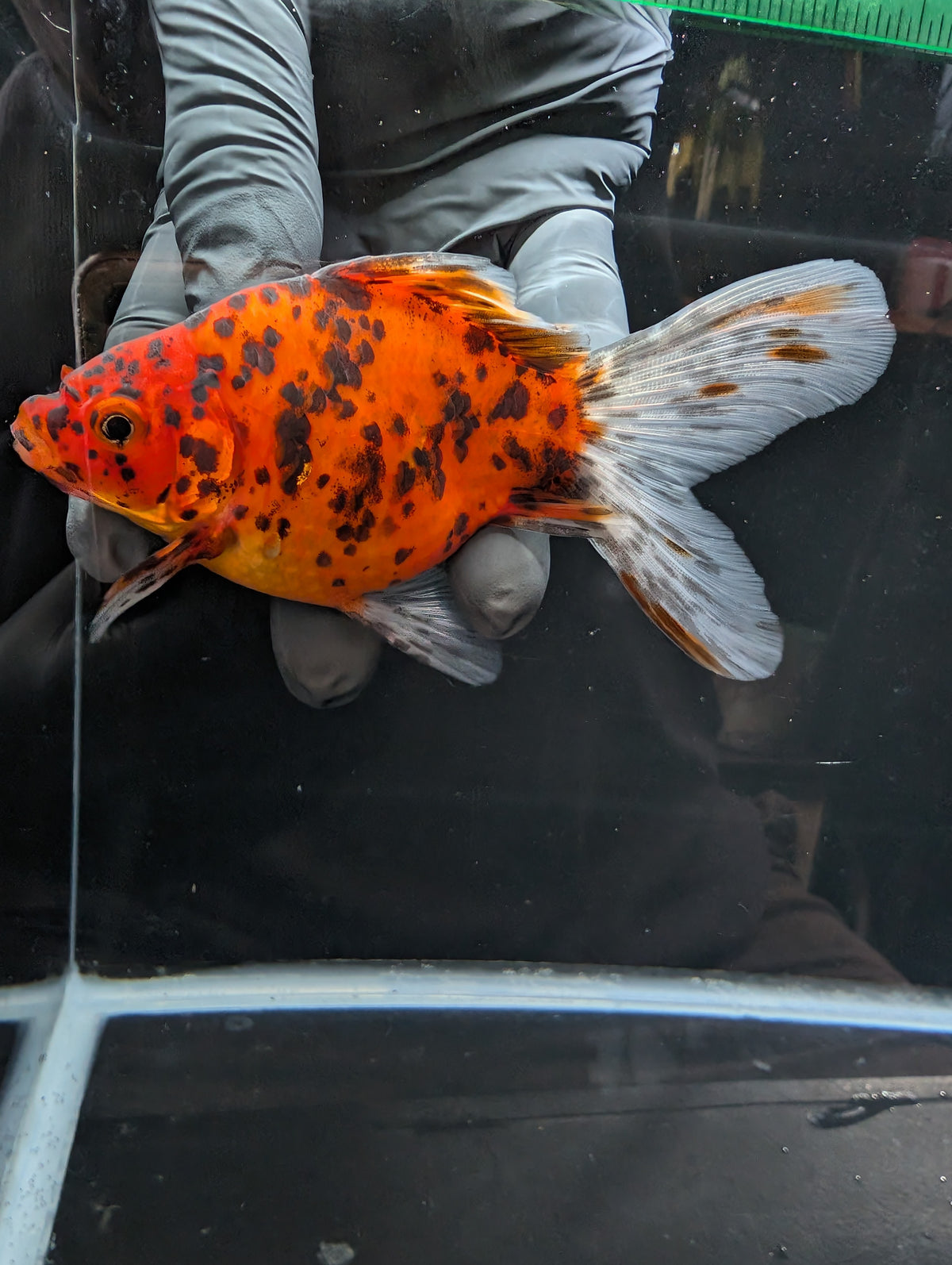 Tamasaba Calico 4" in. ID#1023TM1B-023