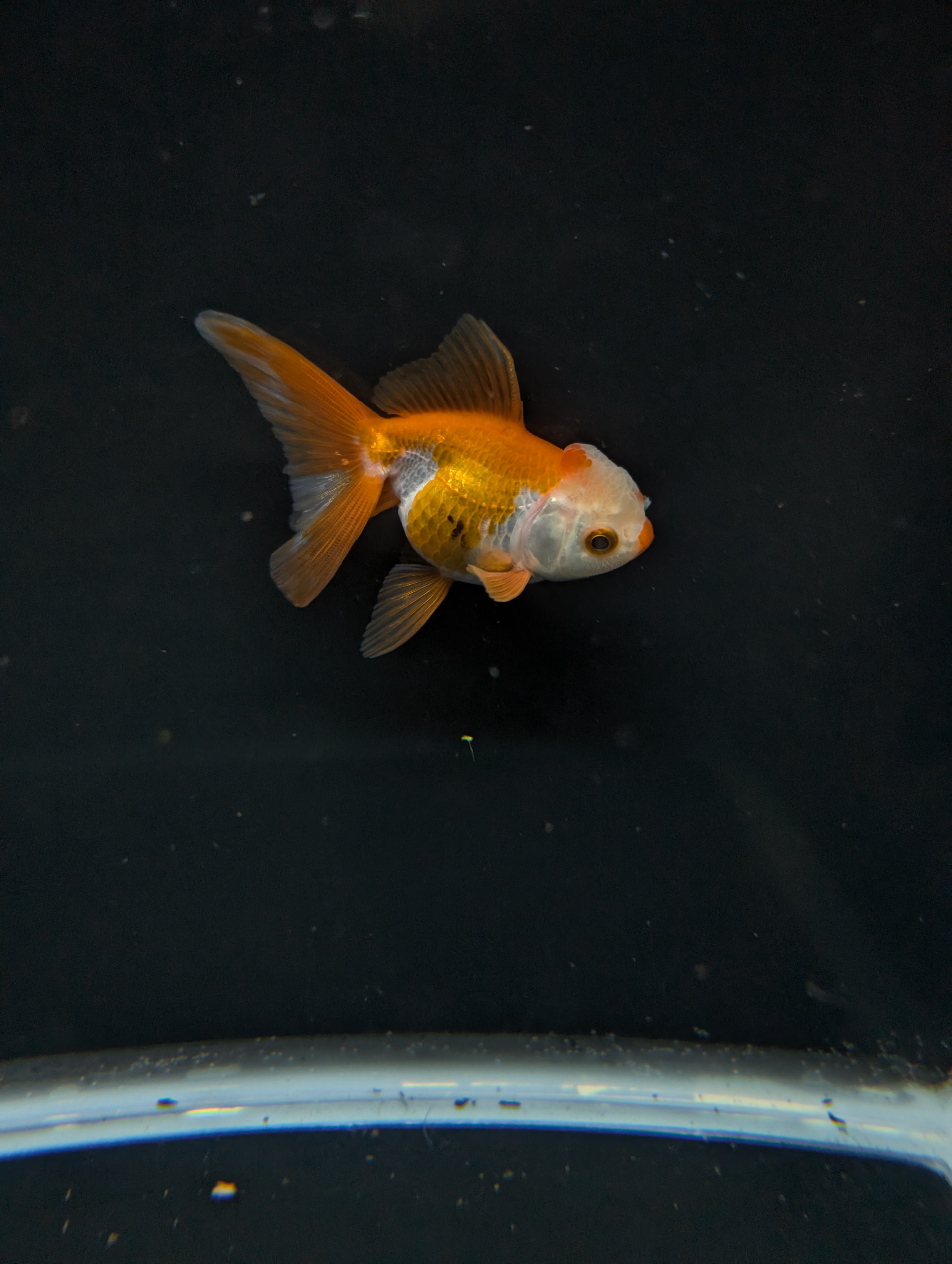 Juvenile Oranda  Red White 3"-3.5"in.  ID#619T1A-016