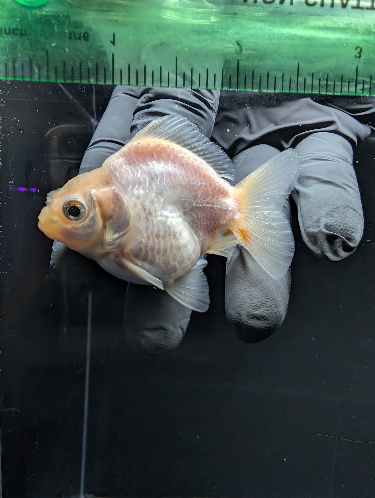 Baby Thai Shogun Oranda White 2"-2.5" in. ID#1016BSG11A-008
