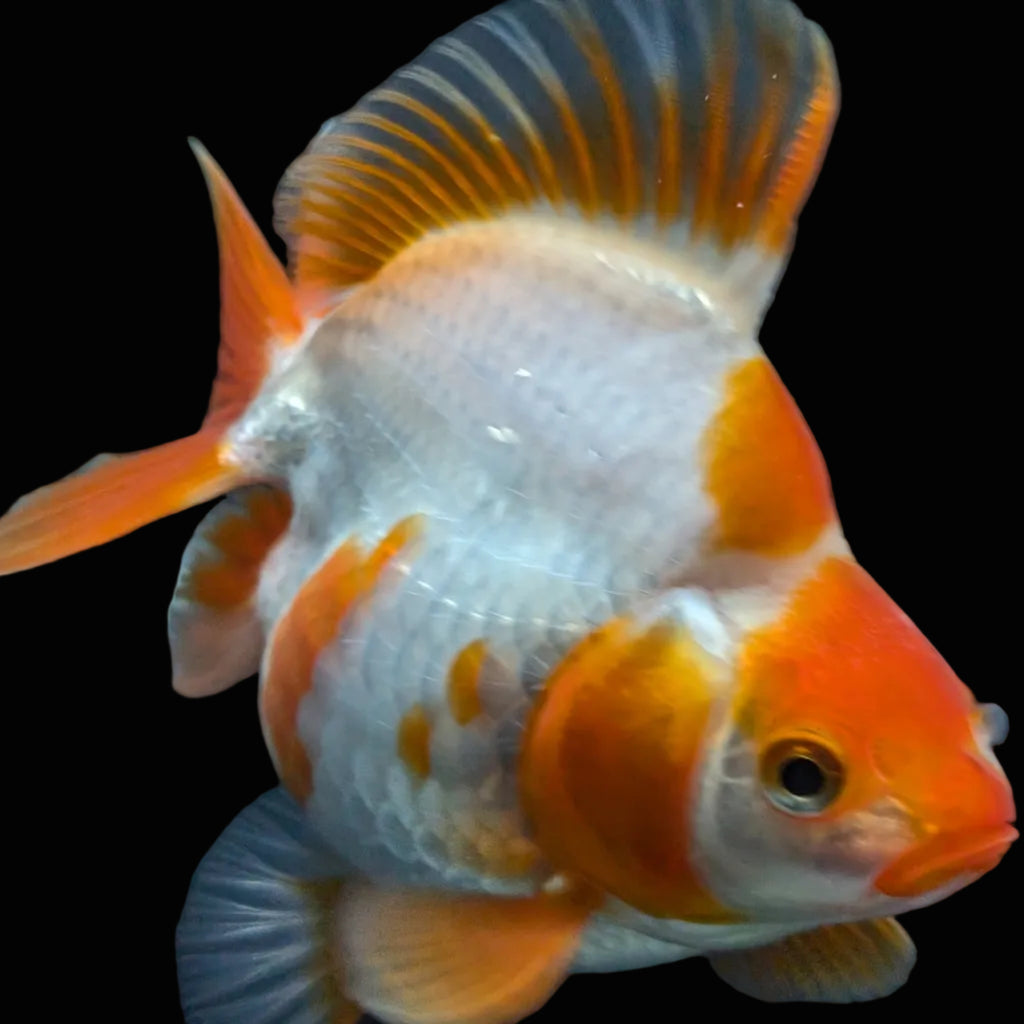 Jumbo Ryukin Short Tail Red White 4.5" in. ID#828STR5B-001