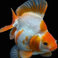 Jumbo Ryukin Short Tail Red White 4.5" in. ID#828STR5B-001
