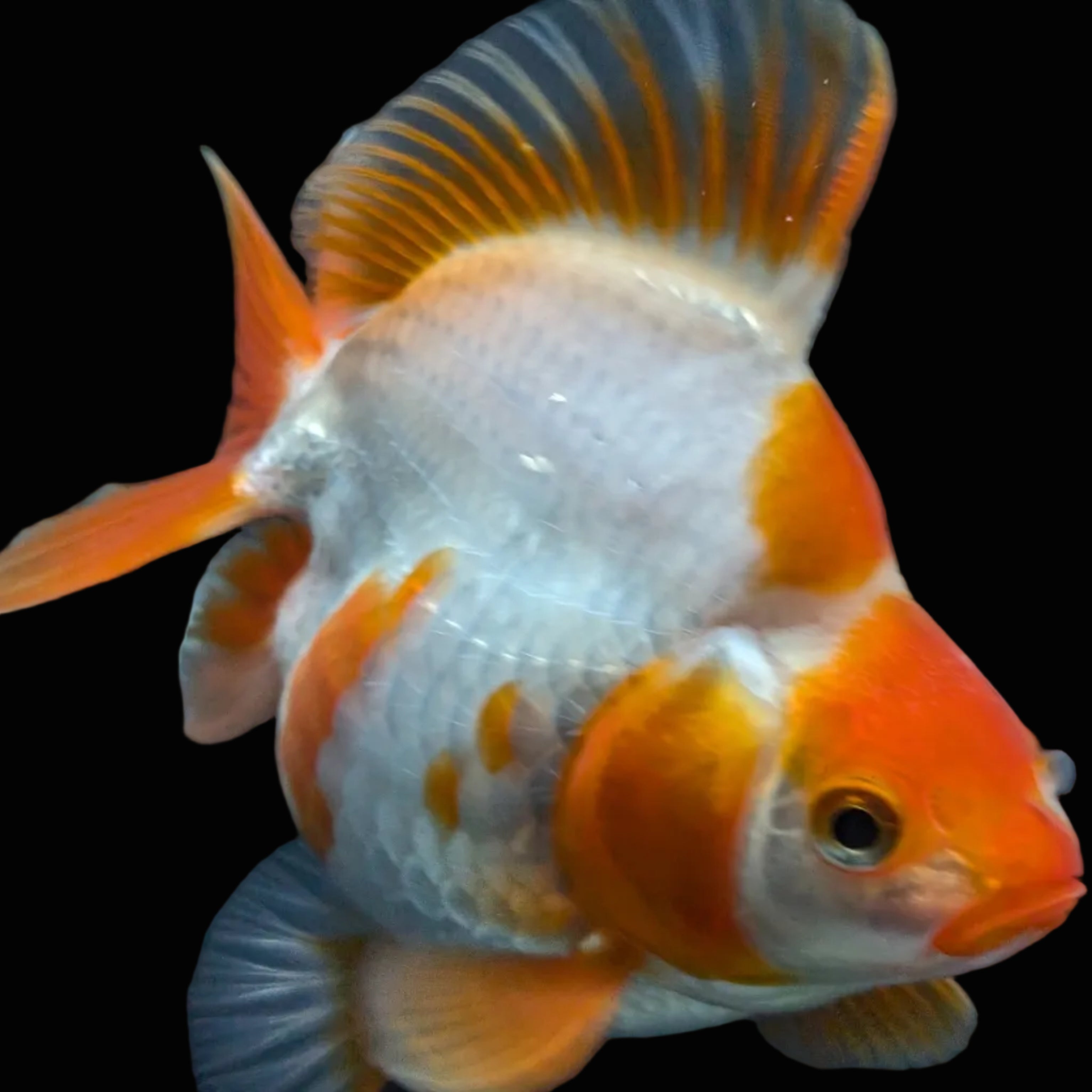 Jumbo Ryukin Short Tail Red White 4.5" in. ID#828STR5B-001