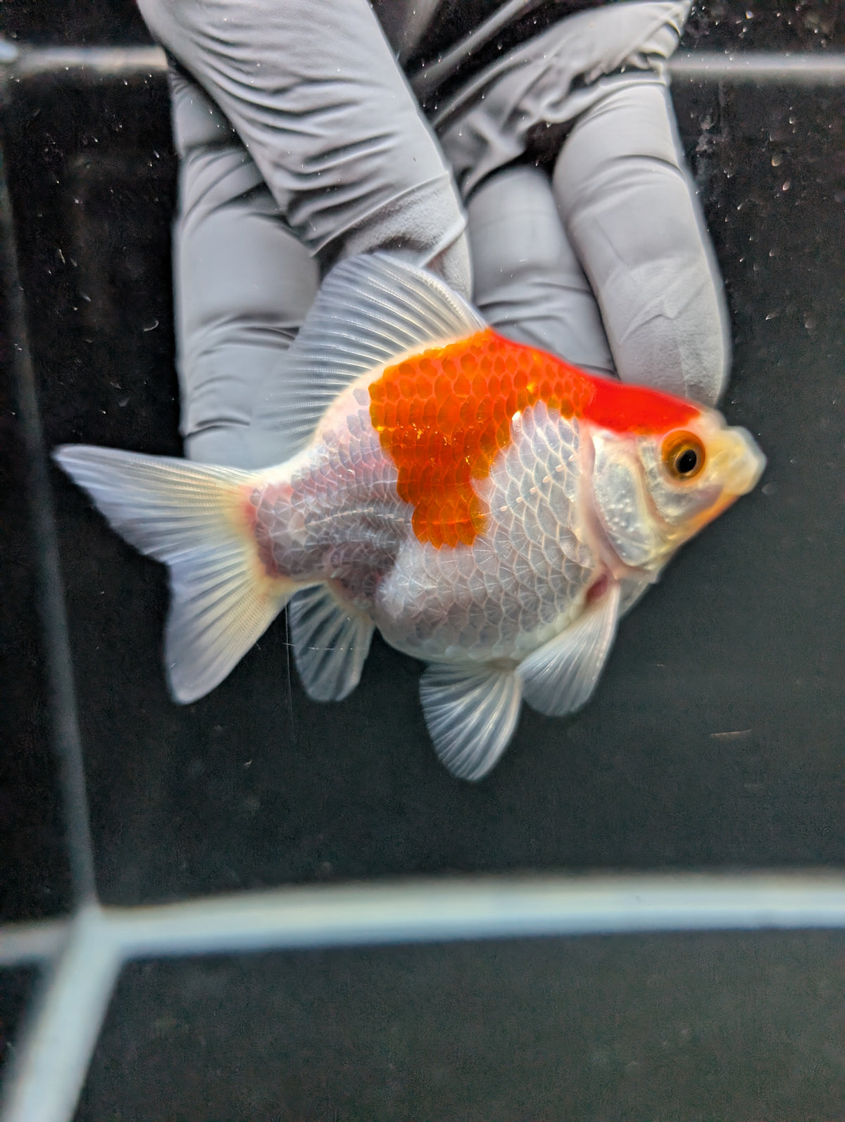 Tamasaba Red White 3"-3.5" in. ID#1009TM1B-007