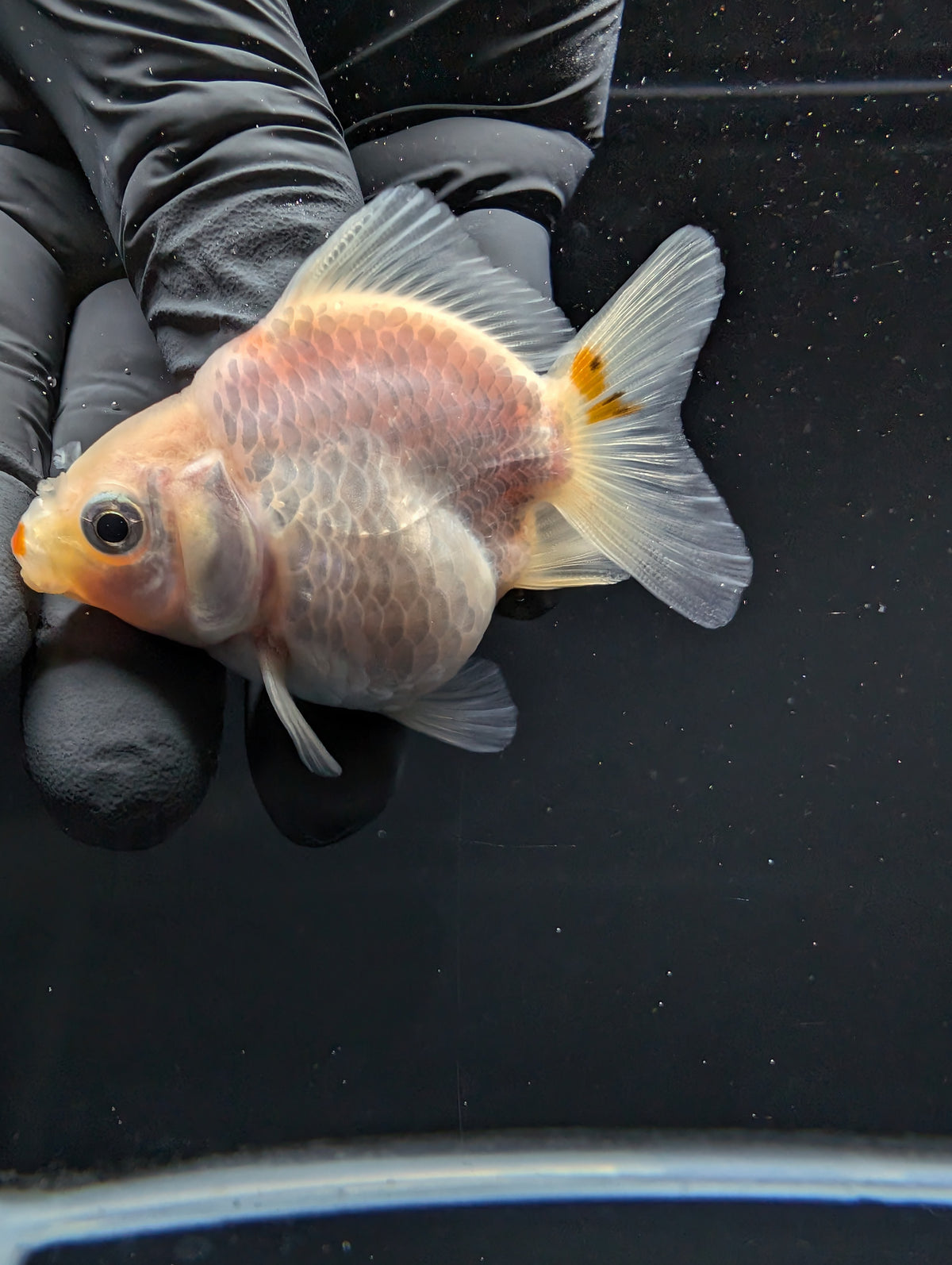 Baby Thai Shogun Oranda Red White 2"-2.5" in. ID#1016BSG11A-004