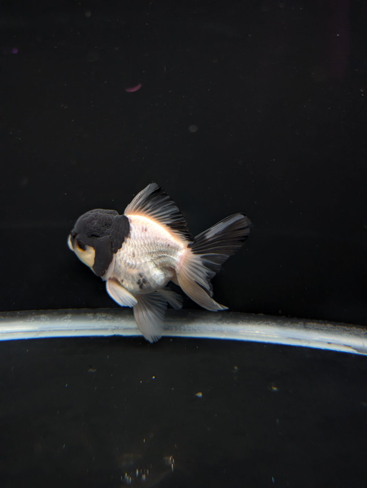 Thai Oranda Panda 4"-4.5"in.  ID#1023T1A-022