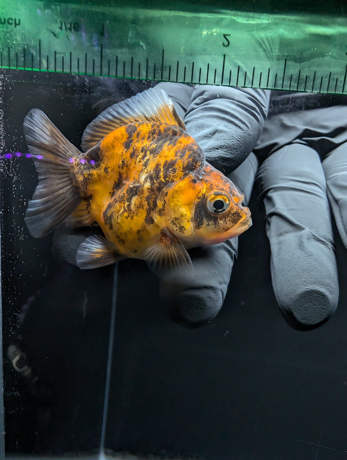 Baby Thai Shogun Oranda Tiger Calico 2"-2.5" in. ID#1016BSG11A-005