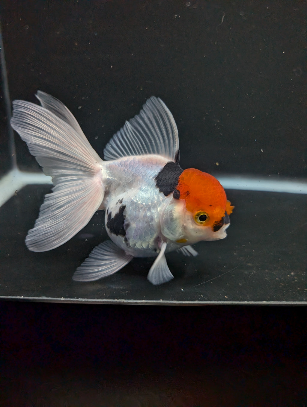 Thai Oranda Tricolor 4"-4.5"in.  ID#1016T1A-006