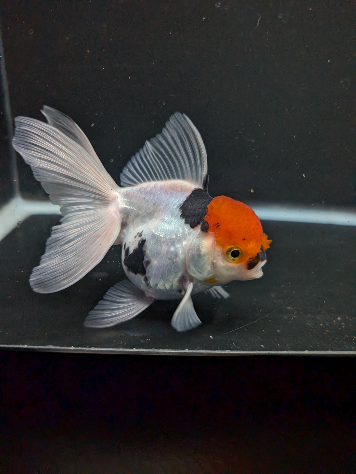Thai Oranda Tricolor 4"-4.5"in.  ID#1016T1A-006
