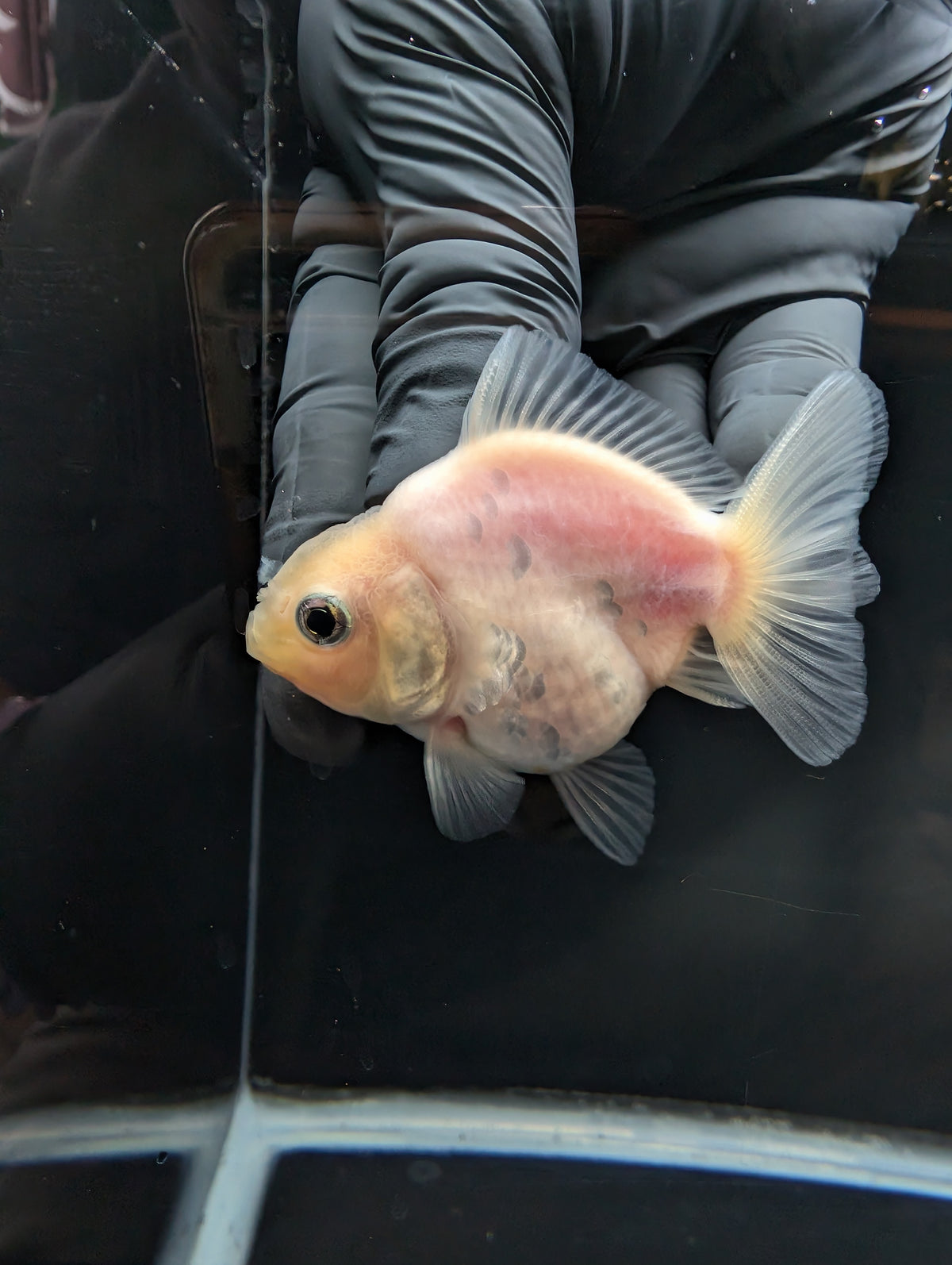 Baby Thai Shogun Oranda White 2"-2.5" in. ID#1023BSG11A-023