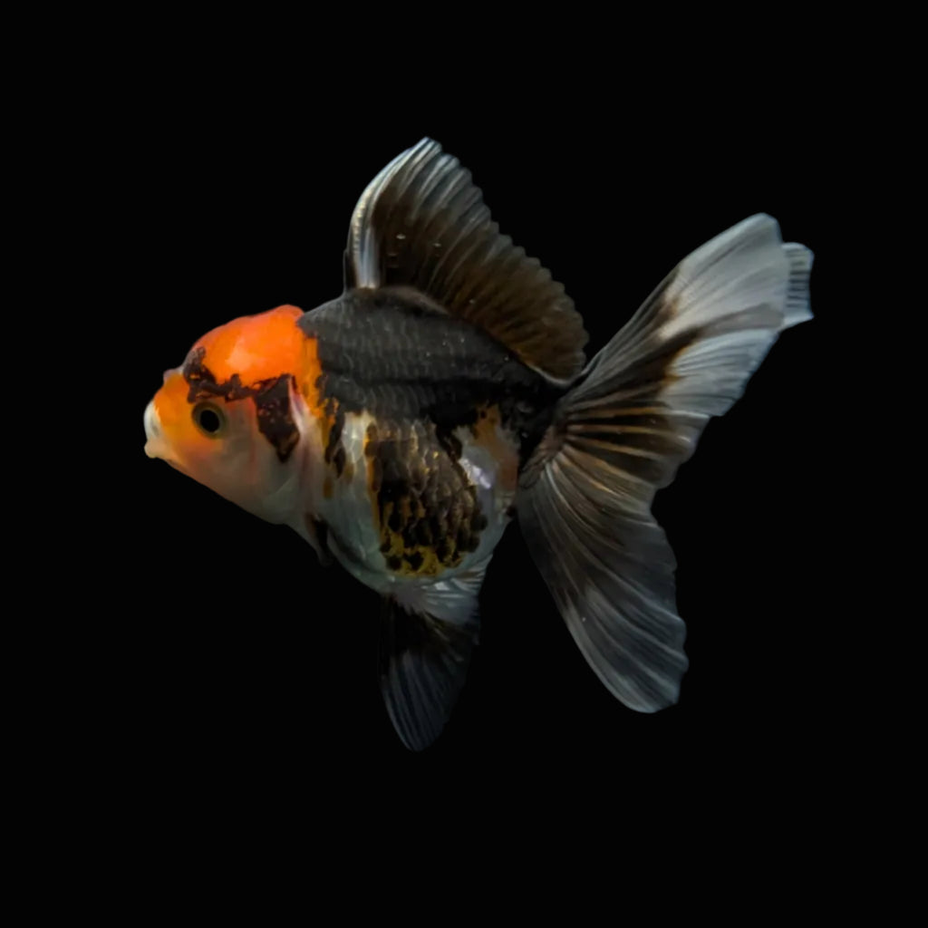 Juvenile Oranda Tricolor 3.5"-4" in.  ID#327T13b-033