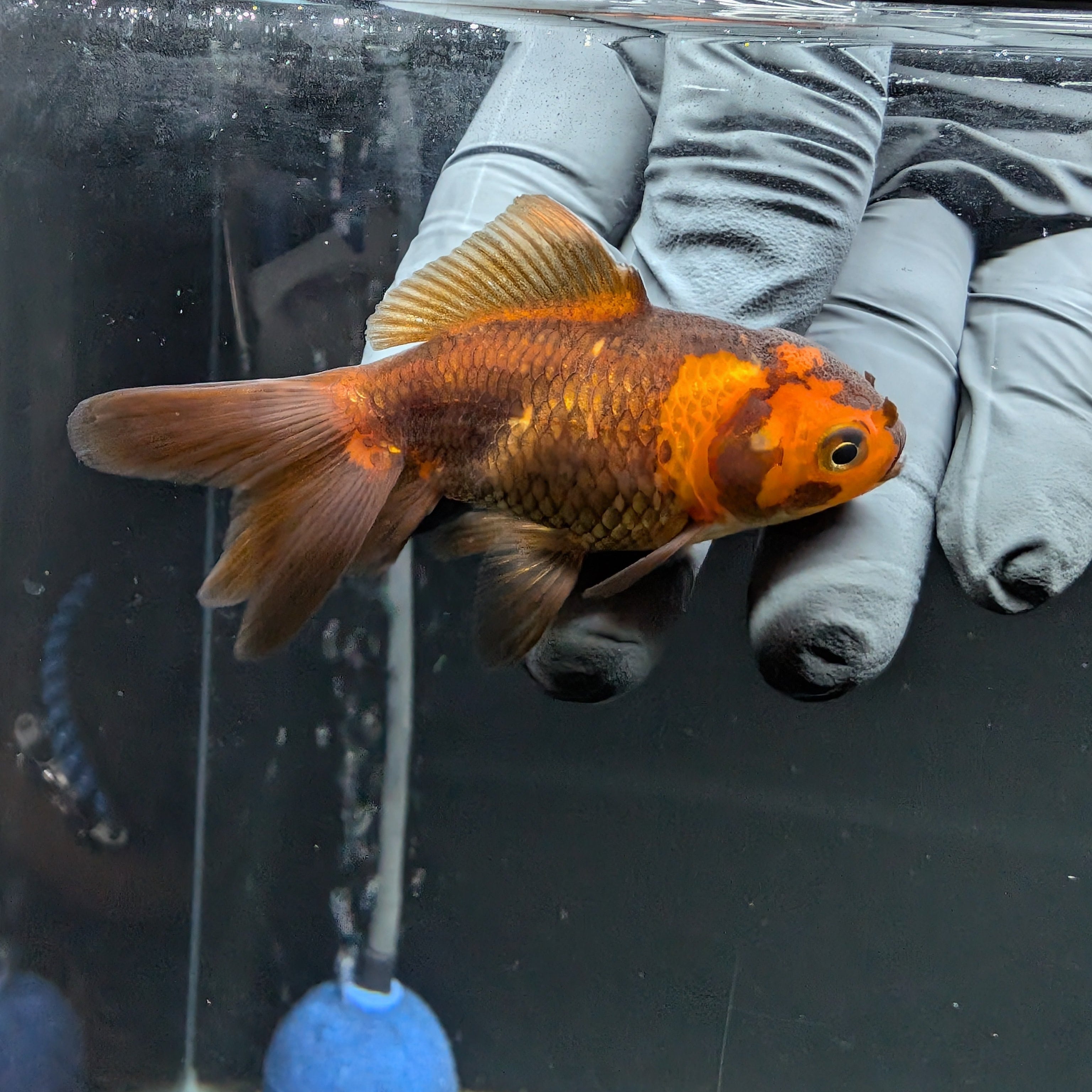 Juvenile Oranda Red Black 3"-3.5"in.  ID#515T2A-013