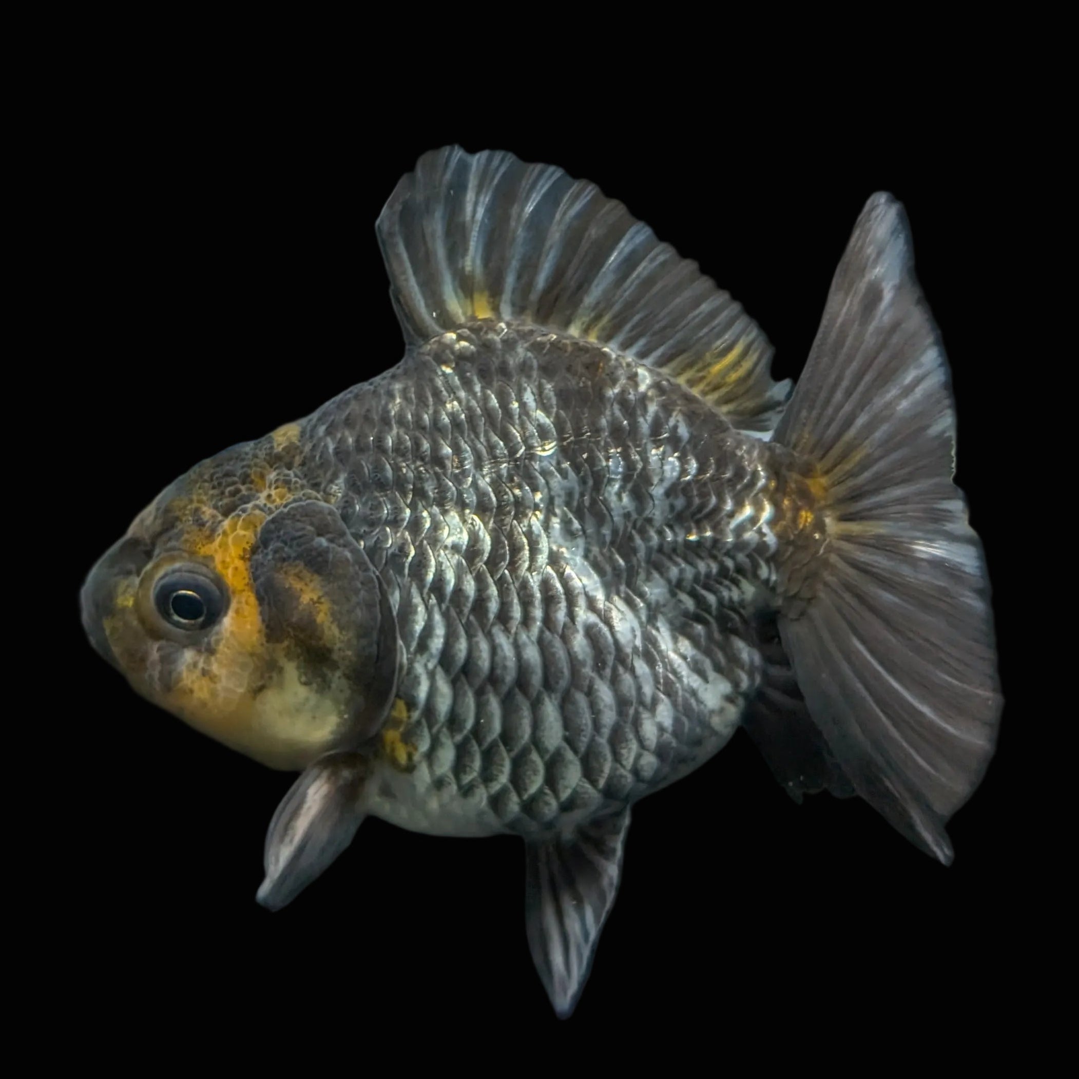 Thai Oranda Shogun Tiger Calico 4" in. ID#626SG7A-003