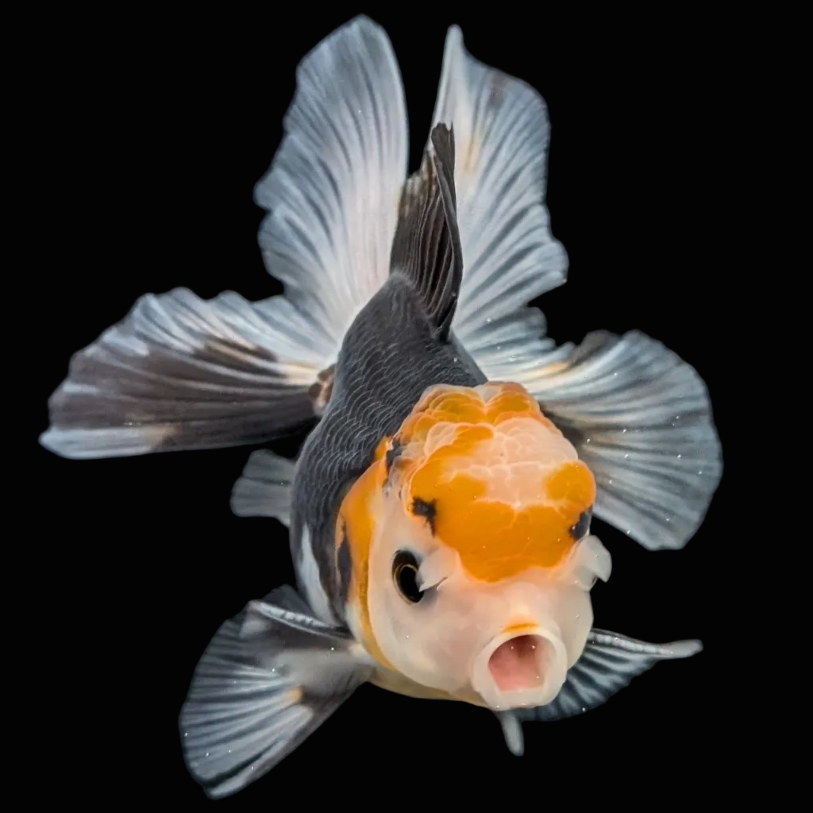 Juvenile Oranda Tricolor 3.5"-4" in.  ID#410T8A-014