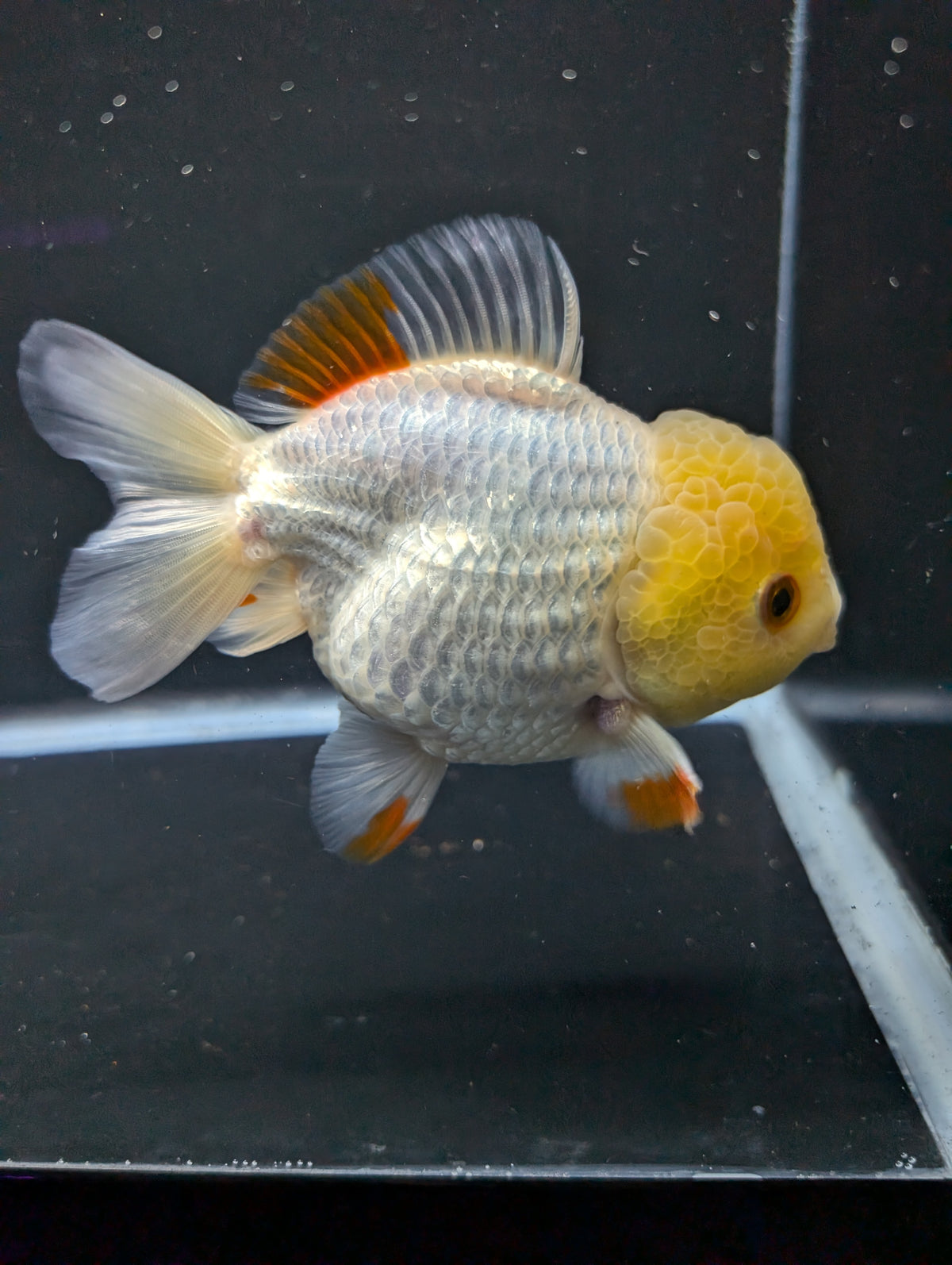 Jumbo Oranda Yuan Bao / Shogun Lemon Head Red White   4.5"-5"in. ID#1016YB13A-011