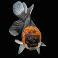 Juvenile Oranda Tricolor 3.5"-4" in.  ID#424T1A-002