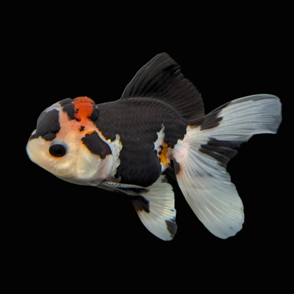 Thai Juvenile Oranda Tricolor 3.5"-4"in.  ID#731T1A-053