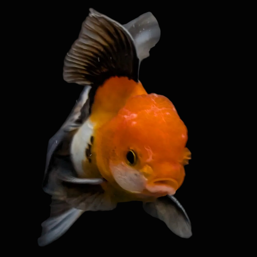 Juvenile Oranda Tricolor 3.5"-4" in.  ID#424T1A-008