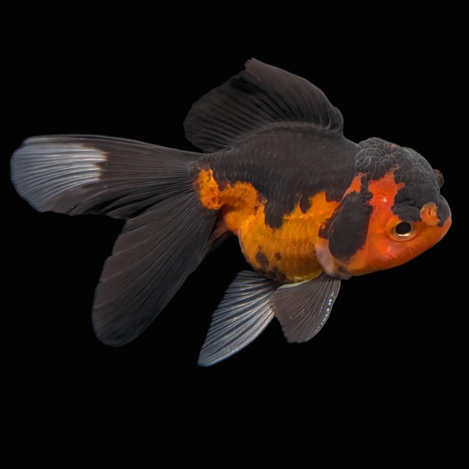 Thai Juvenile Oranda Tricolor 3"-3.5" in.  ID#703T1A-0011