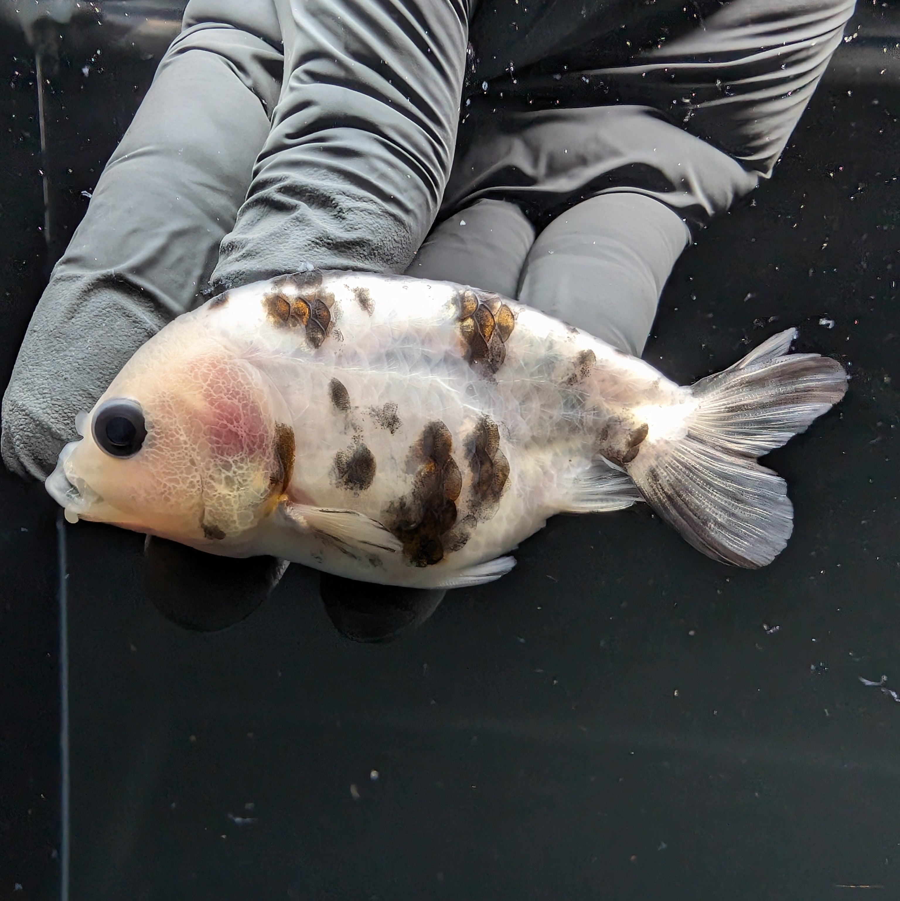 Ranchu Calico 2.5"-3" in. ID#724R4A-029