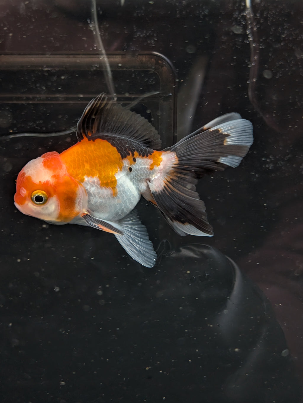 Juvenile Oranda Tricolor 3.5"-4" in.  ID#410T8A-018