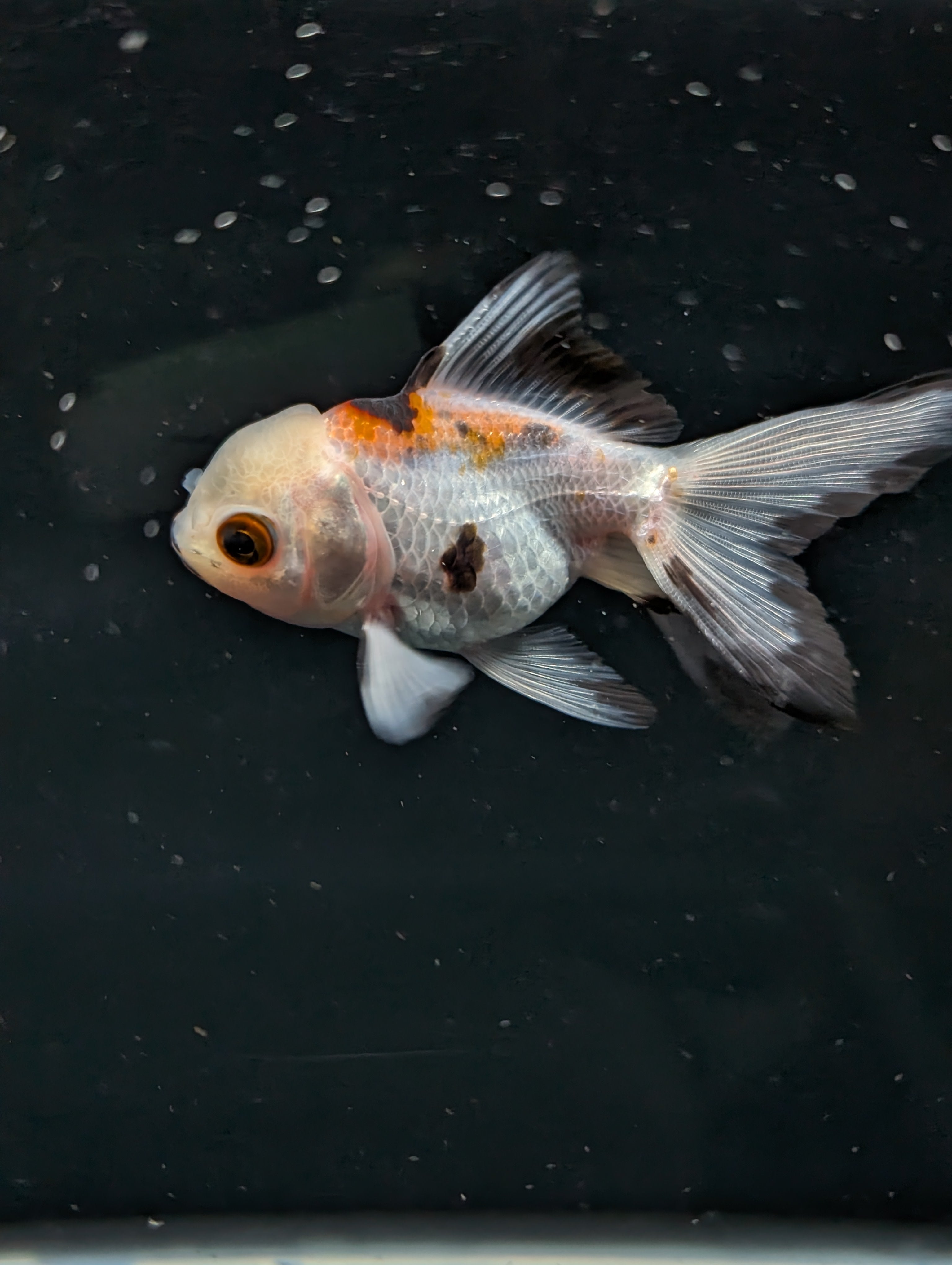 Juvenile Oranda  Tricolor 3"-3.5"in.  ID#619T1A-005
