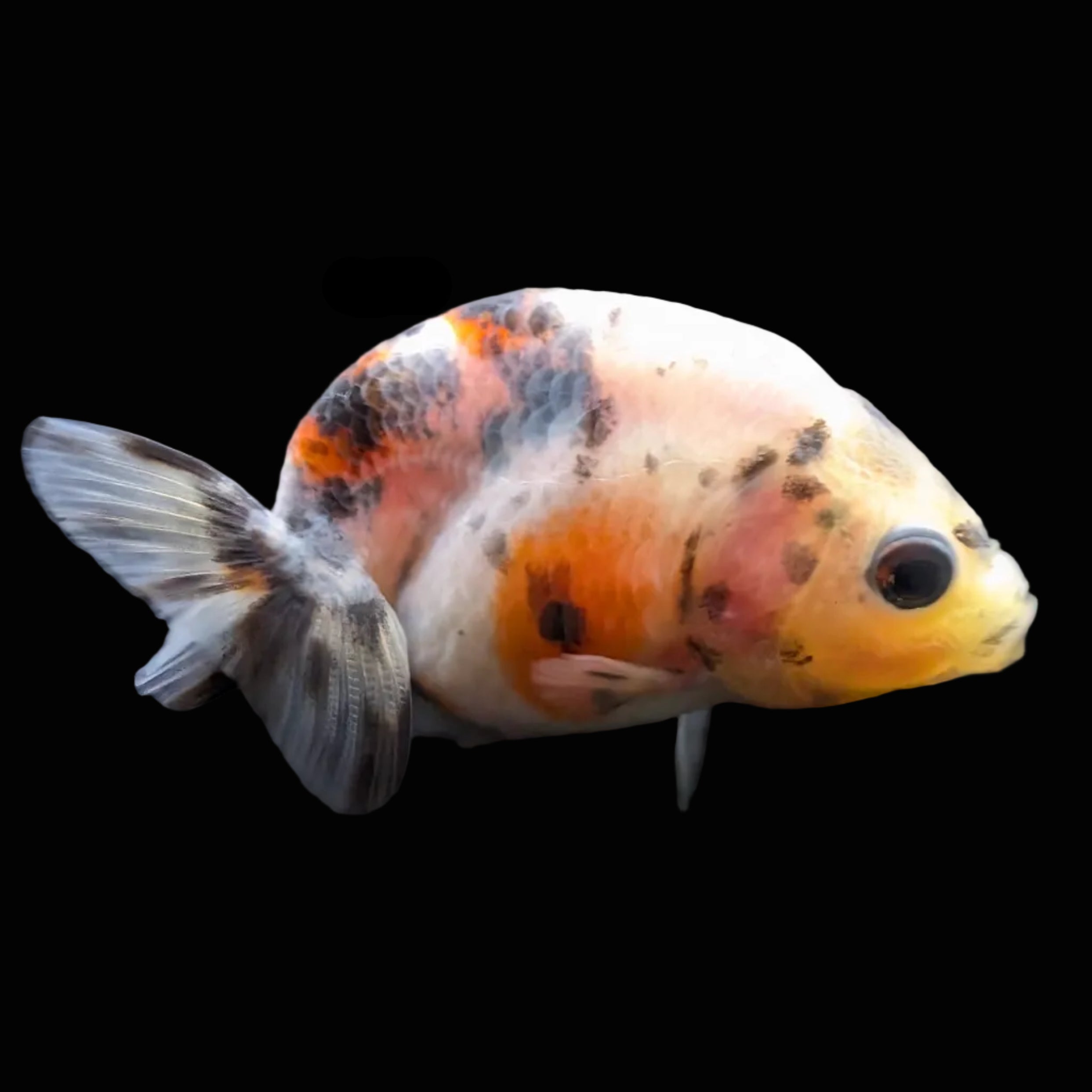 Baby Ranchu  Calico 2"-2.5" in. ID#508R3A-022