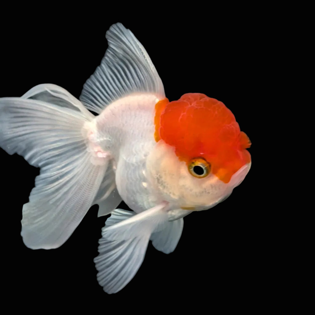 TOAD *Boss 415  Juvenile Oranda Red Cap 3.5"-4" in.  ID#410T8A-020
