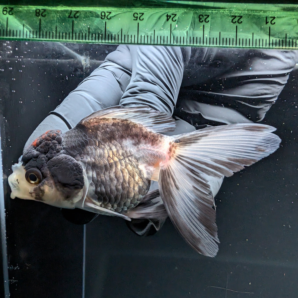 Thai Juvenile Oranda Tricolor 3"-3.5" in.  ID#724T1A-022