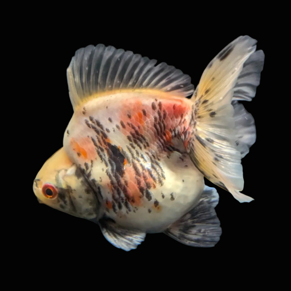 Jumbo Ryukin Short Tail Kirin Calico 4"-4.5" in. ID#3204B-005