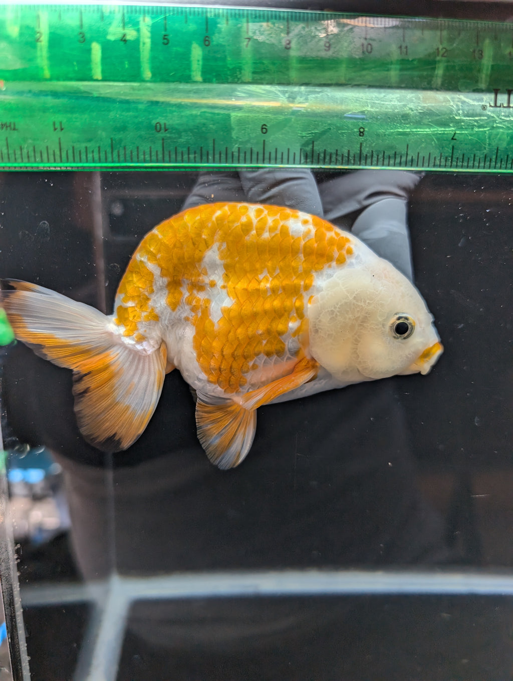 Thai Jumbo Ranchu  *Special Color Calico 4"-4.5" in. ID#807R9A-002 Please See Notes.