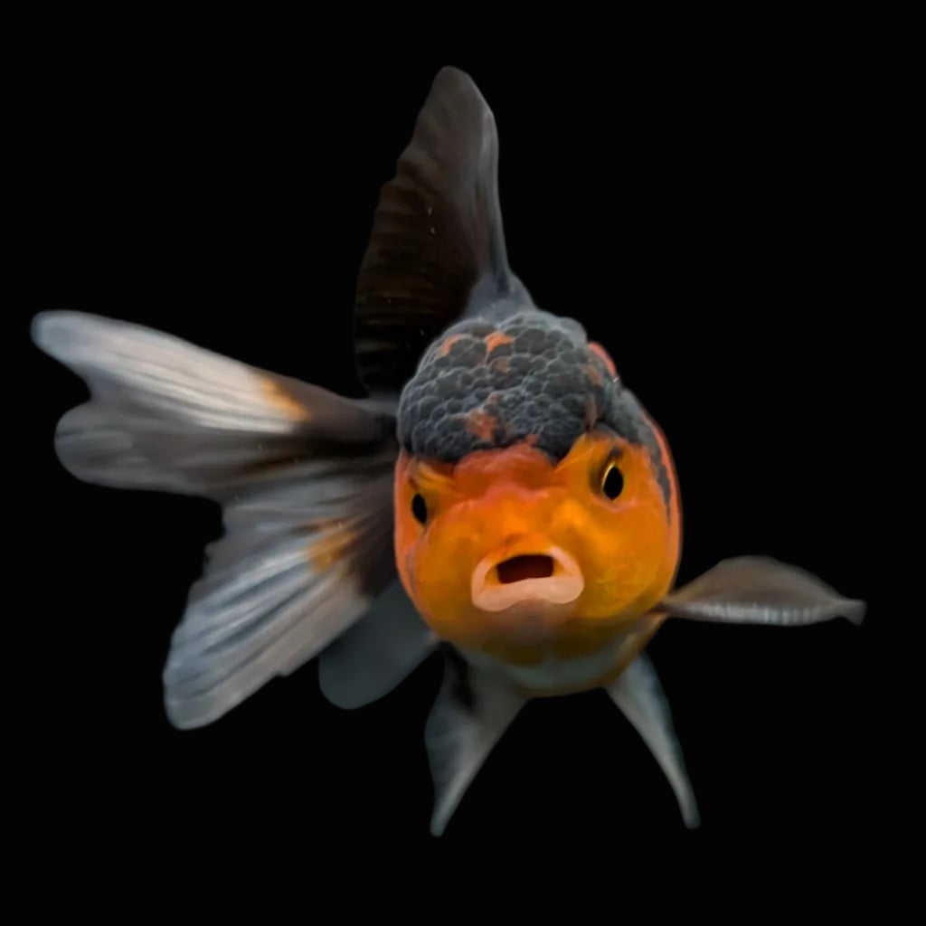 Juvenile Oranda Tricolor 3.5"-4" in.  ID#417T7A-010