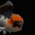 Juvenile Oranda Tricolor 3.5"-4" in.  ID#424T1A-006