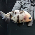 Ranchu Calico 2.5"-3" in. ID#724R4A-029