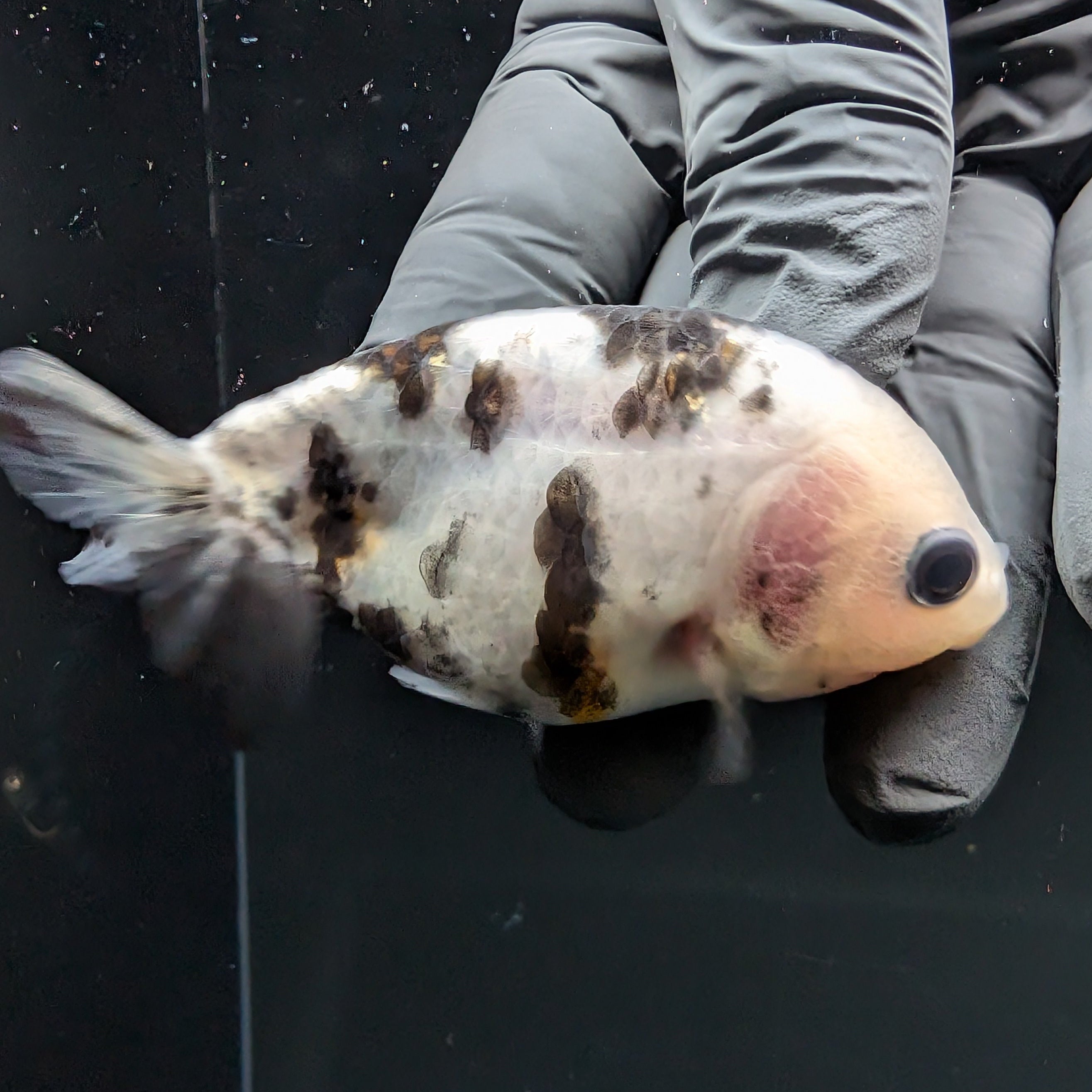 Ranchu Calico 2.5"-3" in. ID#724R4A-029