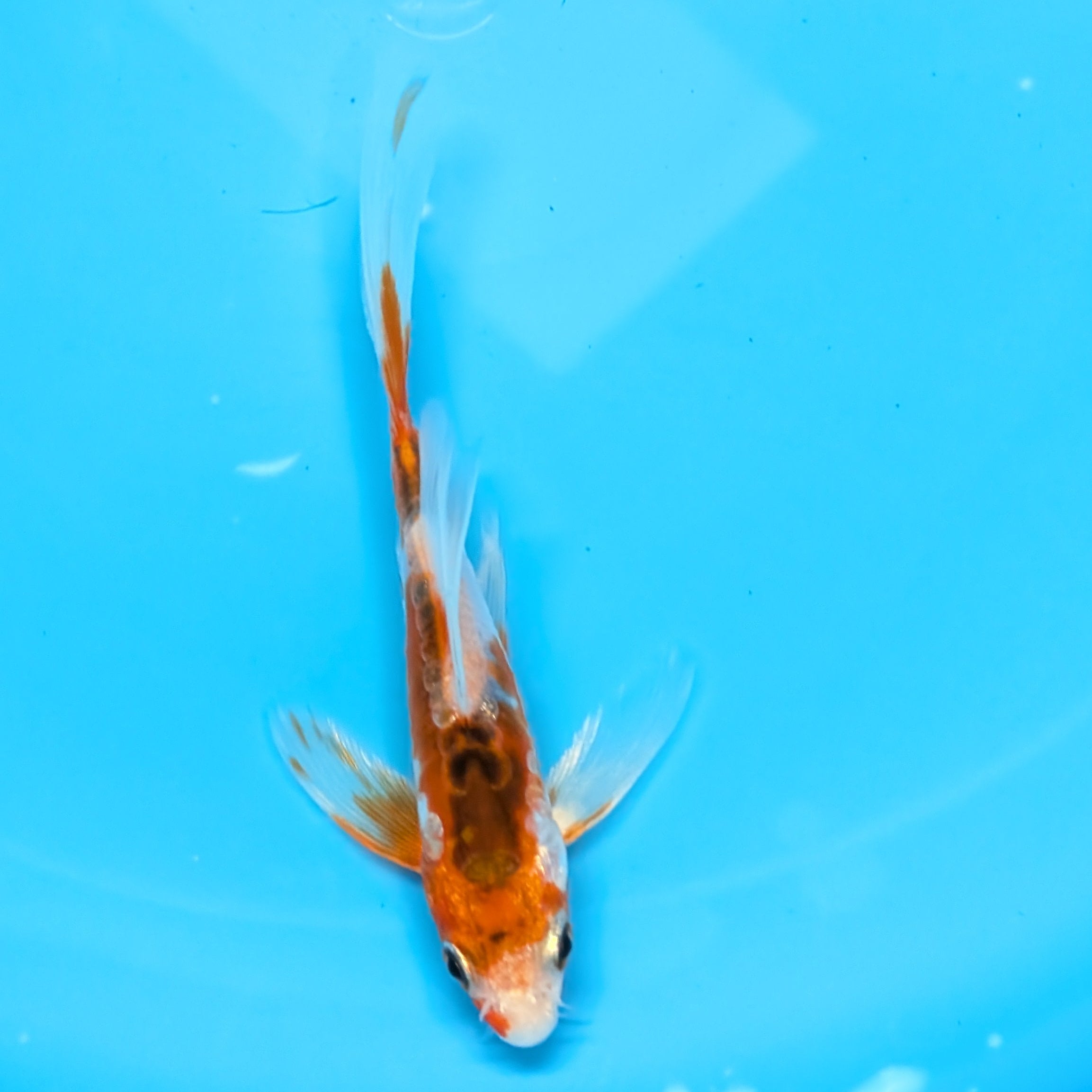 Shusui Butterfly Koi  5"-6" in. ID#727BFK-007