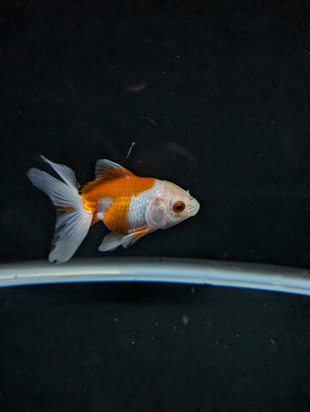 Juvenile Oranda  Red White 3"-3.5"in.  ID#619T1A-007