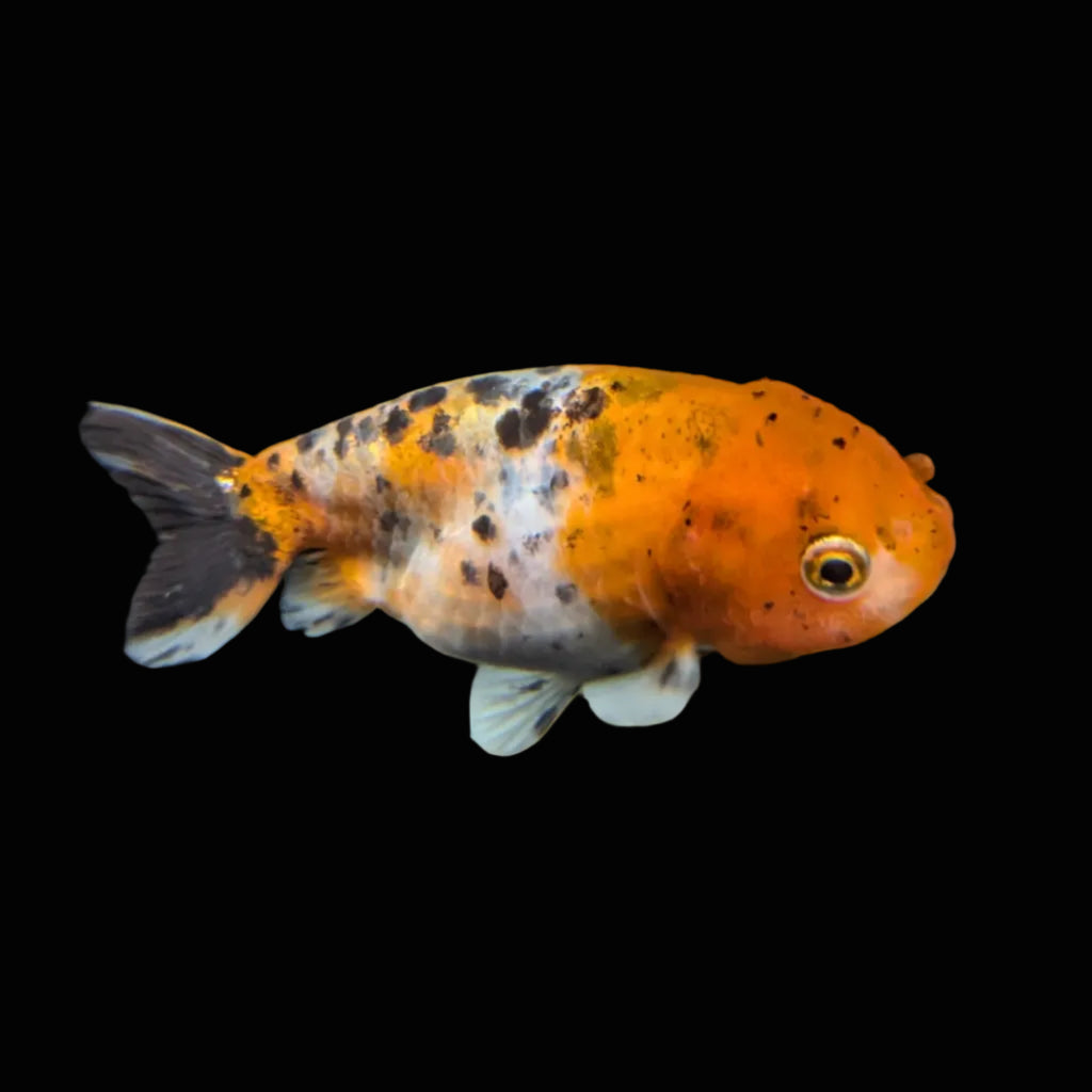 Ranchu Calico 3"-3.5" in. ID#417R13A-004