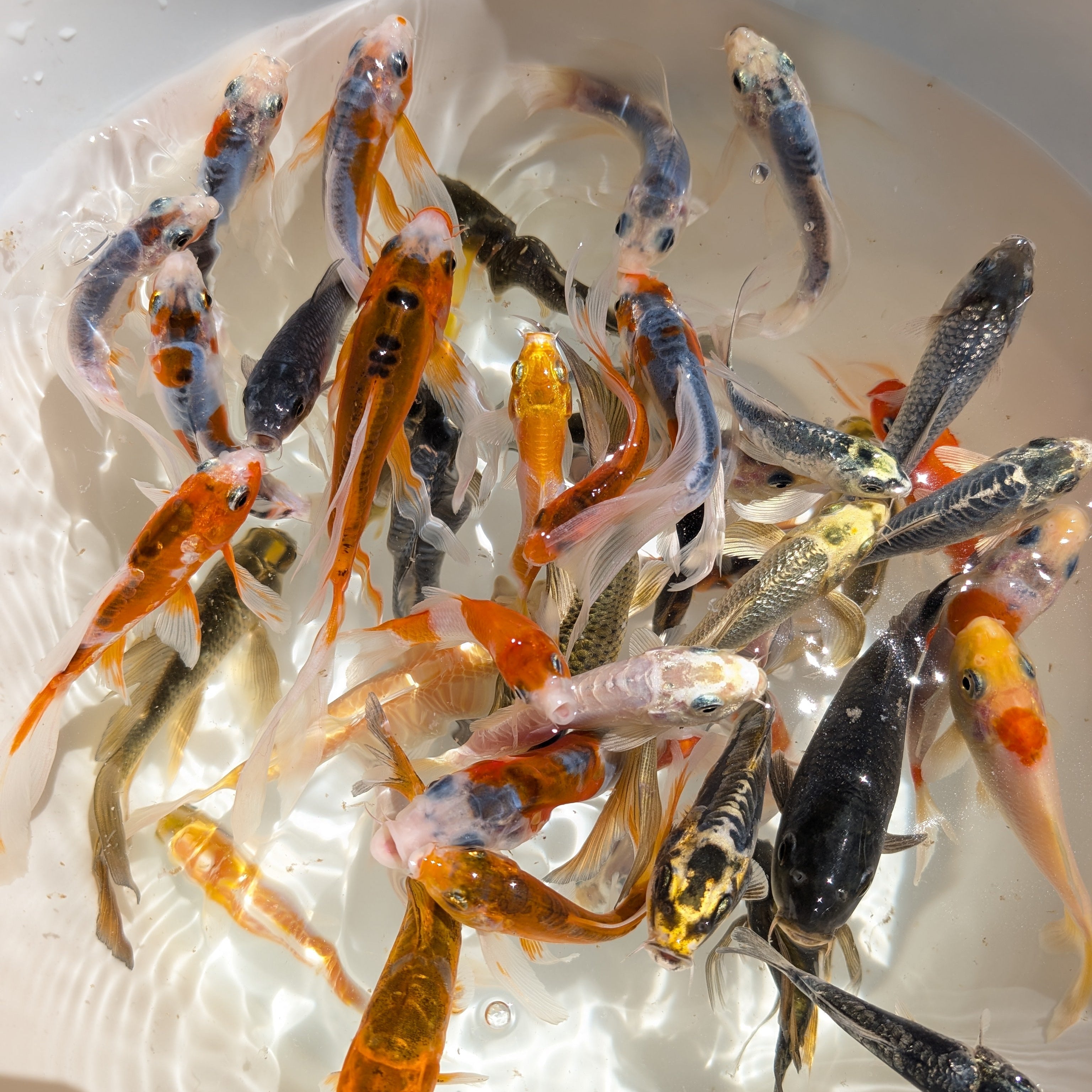 2Pack - Butterfly Koi Mix Color  5"-6" in.  *Assorted