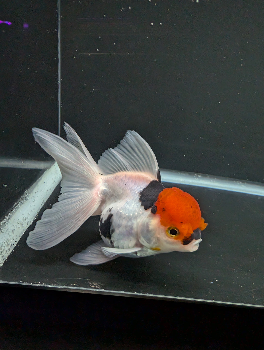 Thai Oranda Tricolor 4"-4.5"in.  ID#1016T1A-006