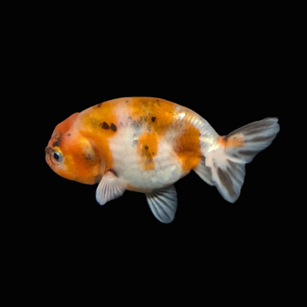 Ranchu Calico 3"-3.5" in. ID#403R7A-004
