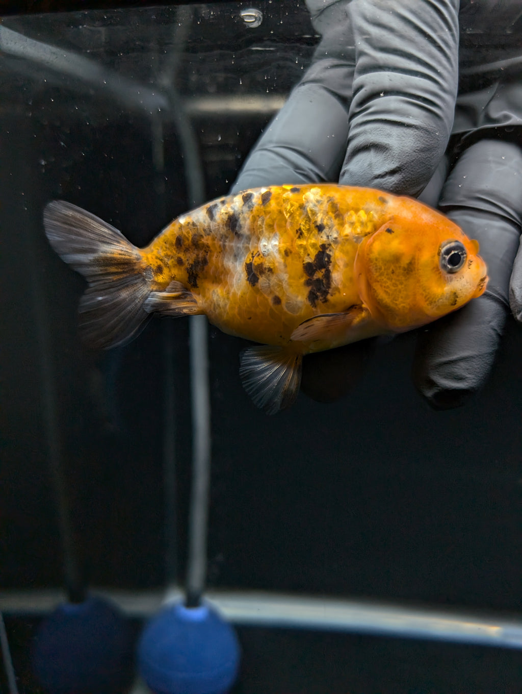 Ranchu Calico 3"-3.5" in. ID#529R13A-062