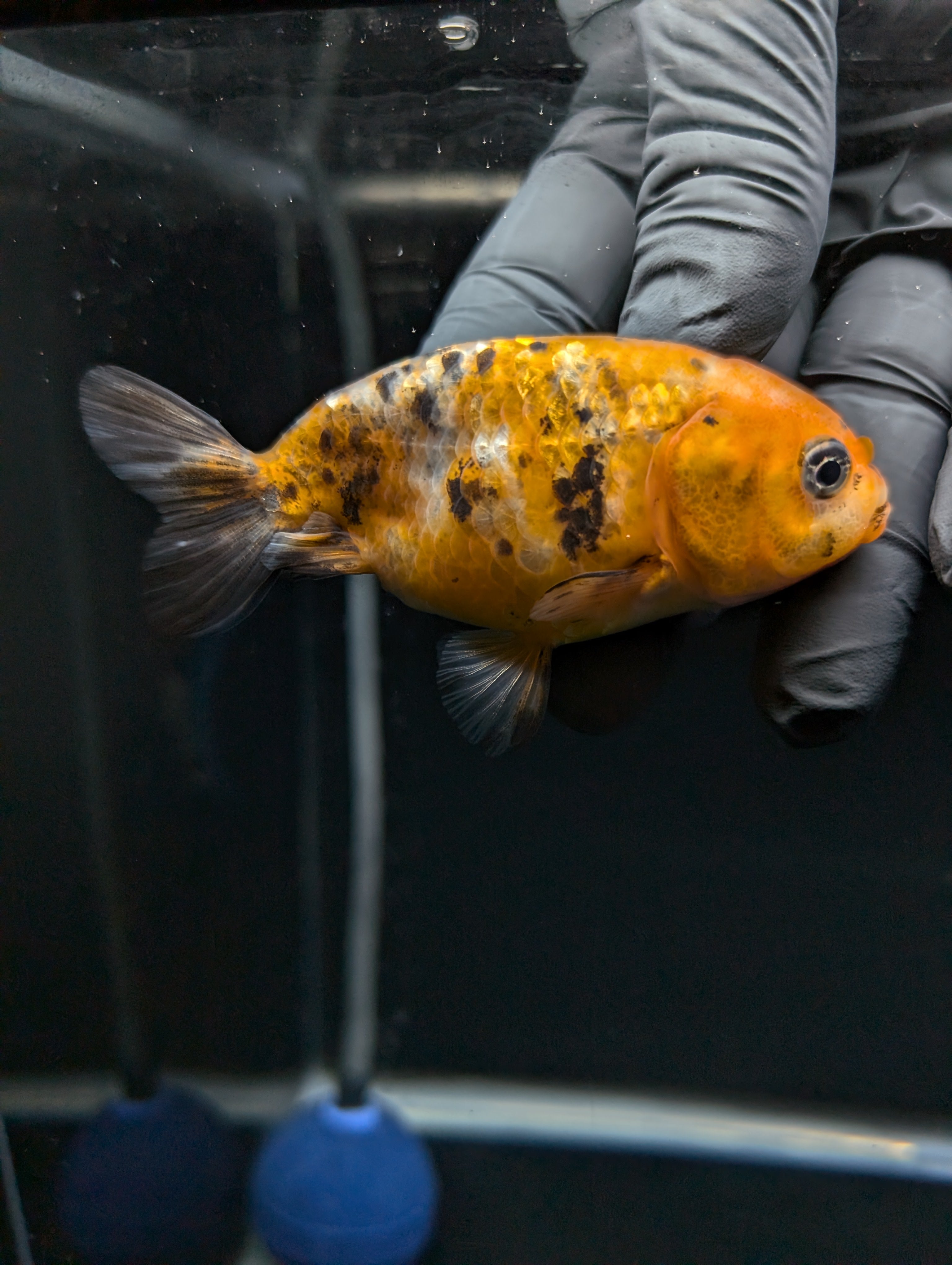 Ranchu Calico 3"-3.5" in. ID#529R13A-062