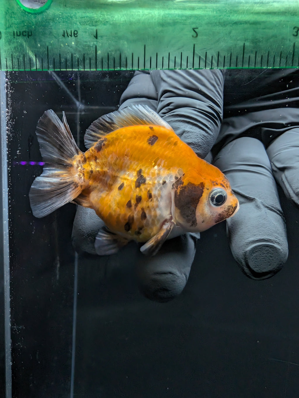Baby Thai Shogun Oranda Calico 2"-2.5" in. ID#1016BSG11A-007