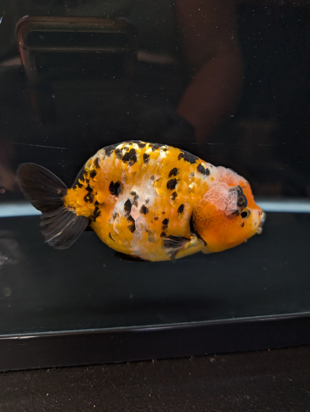 Jumbo Ranchu Calico 4.5"-5" in. ID#821R8A-033
